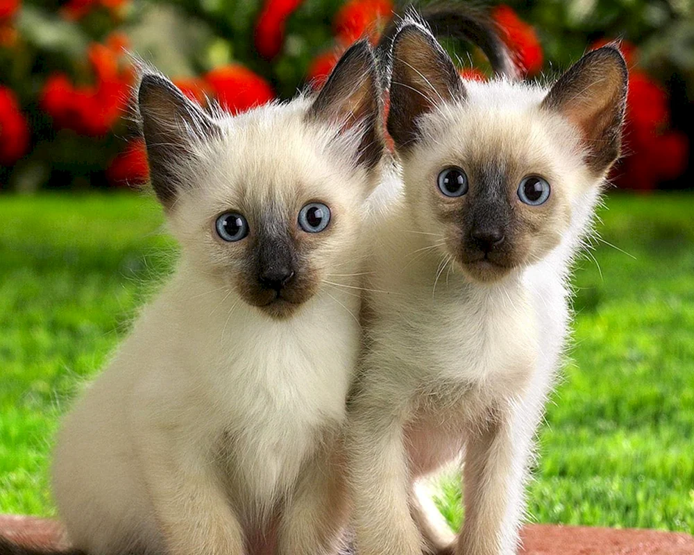 Siamkatze