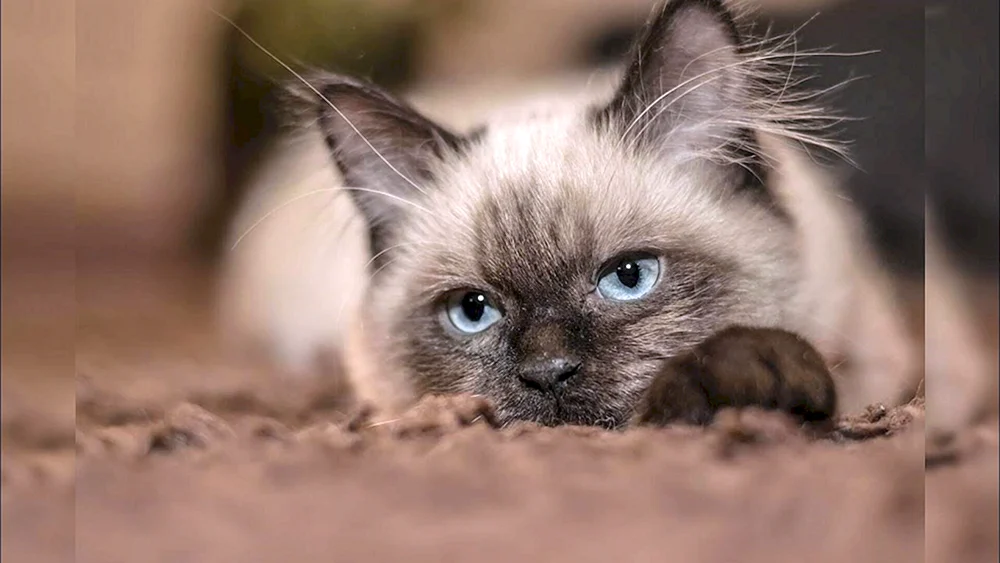 Siamkatze