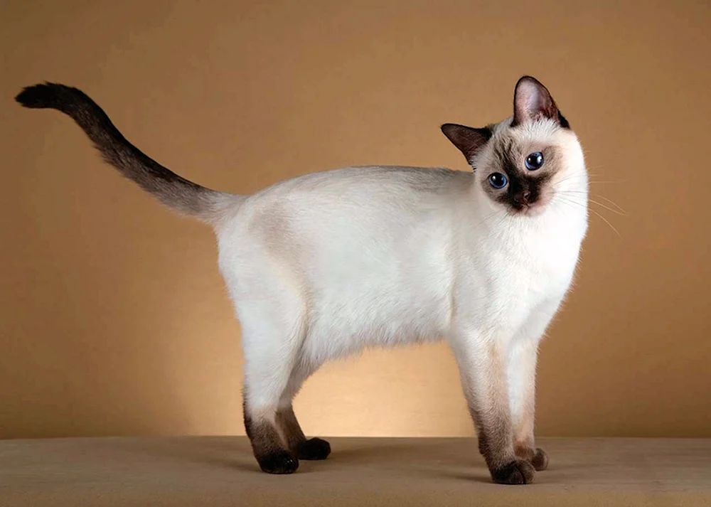 Siamese Katze Power Point