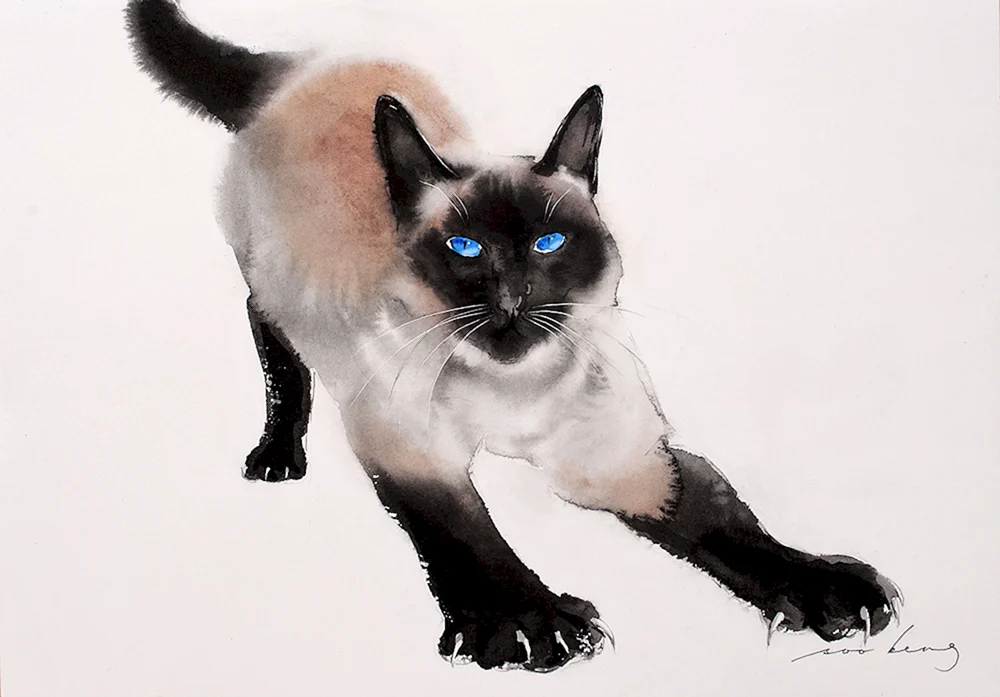 Balinese Ragdoll