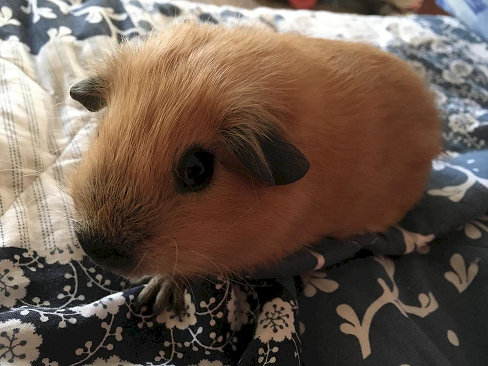 Kalifornisches Kreuz-Meerschweinchen