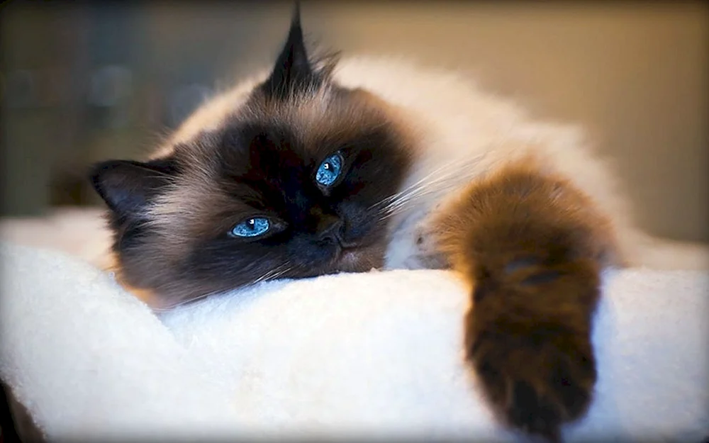 Balinesische Ragdoll