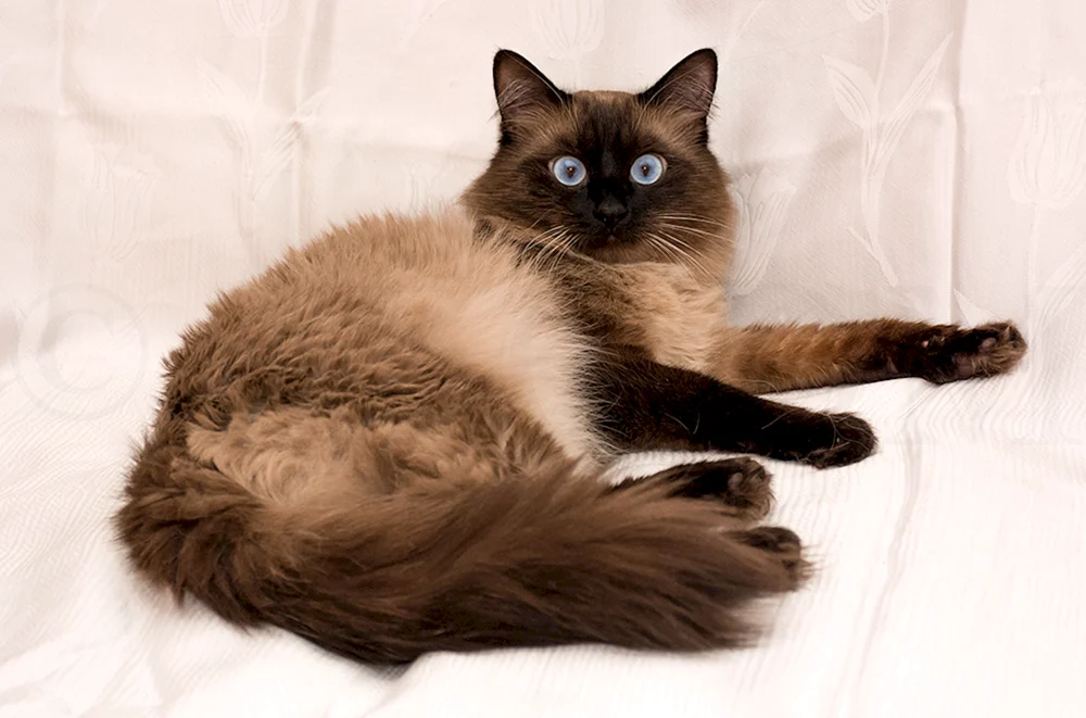 Siamese Neva masquerade