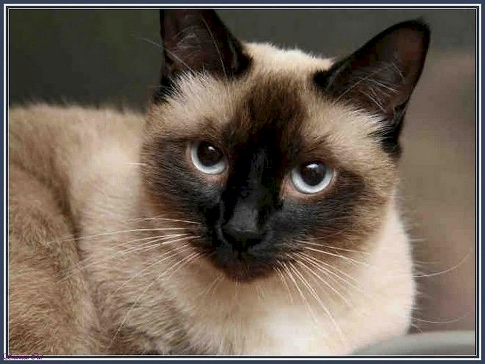 Balinesenkatze