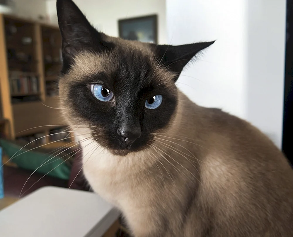 Siamkatze Rasse Katzen