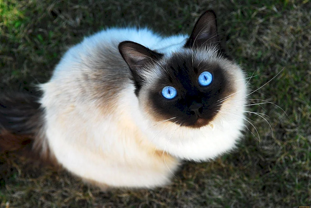 Siamschokolade Katzen Point
