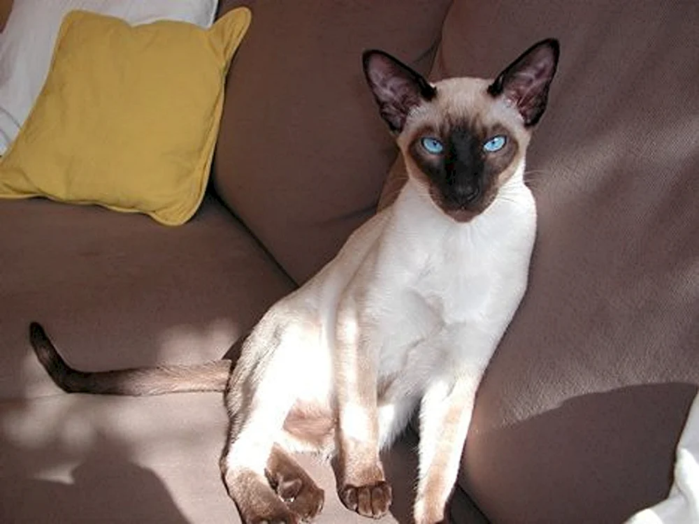 Tonkin-Katzenrasse