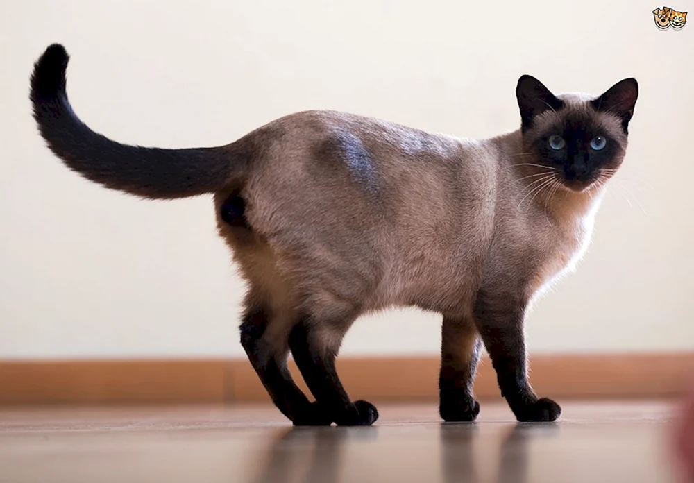 Siam-Balinesenkatze
