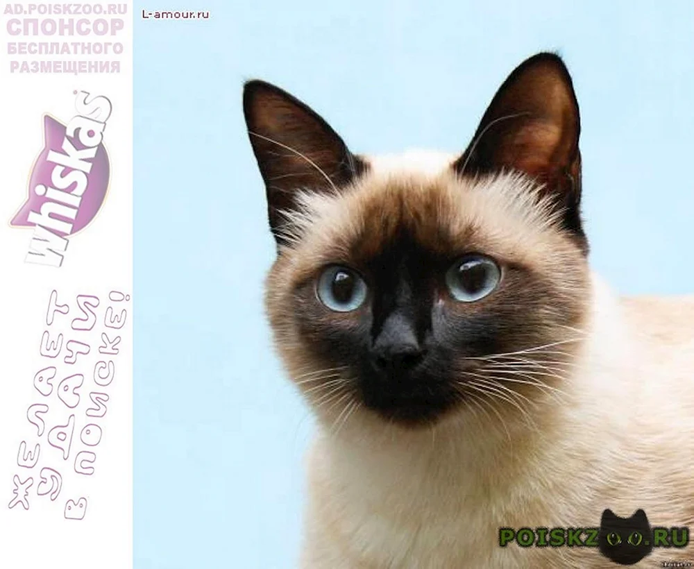 Mekong Thai Bobtail