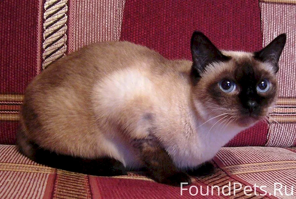 Siamkatze Rasse