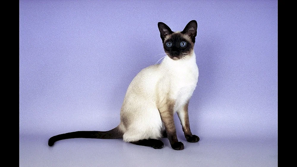 Siamkatze Burmesen Rasse