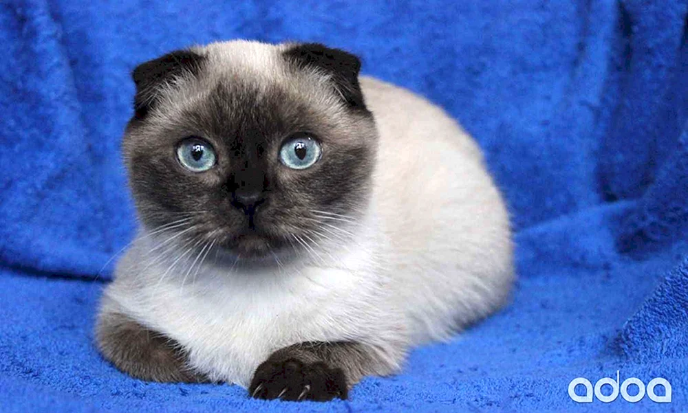 Siamese lop cat