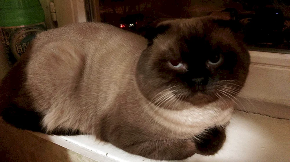 Siamese lop cat