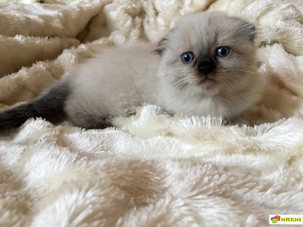 Scottish Lop cat