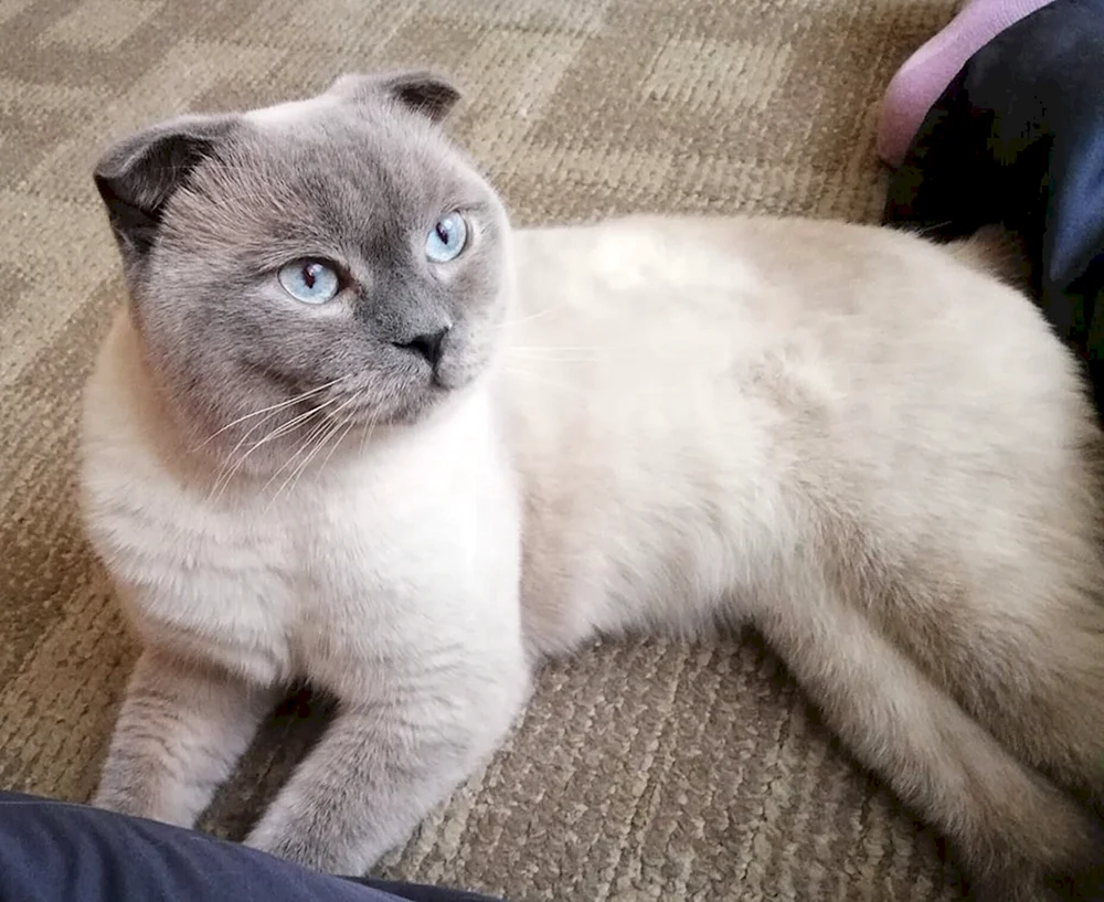 Colour- Point Katze Scottish Lop Color Scottish Lop Blue Point Scottish Lop Siamese cat Scottish Lop Blue Point Scottish Lop cat Balinesische Katze Scottish Lop Siamese cat Siamese Lop Scottish Lop Blue Point