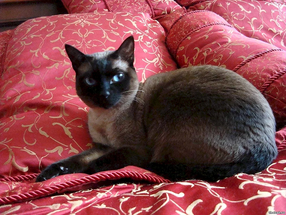 Schwarze Katzen Rasse der Katzenrasse