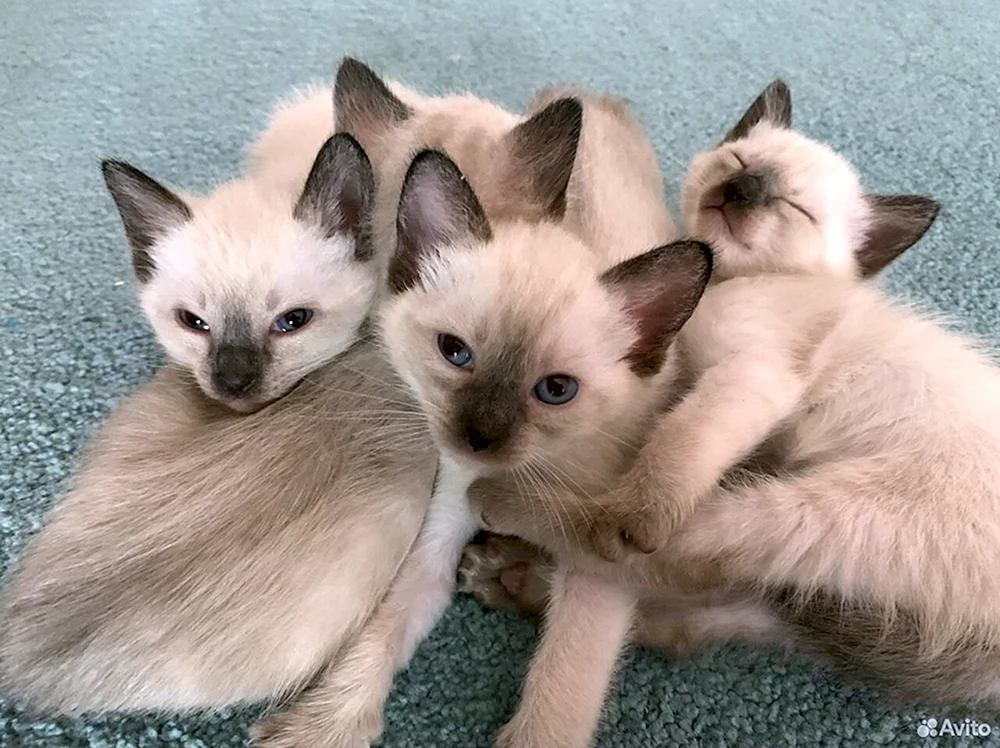 Tai Katze Kätzchen
