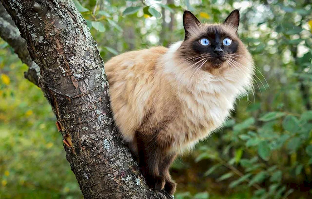 Siamese Balinese Katze