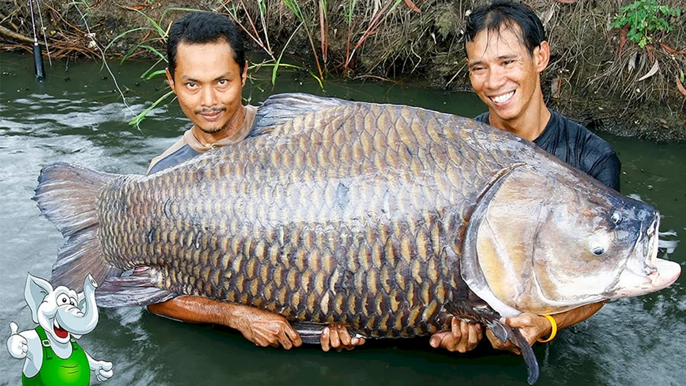 Tigerfisch Goliath