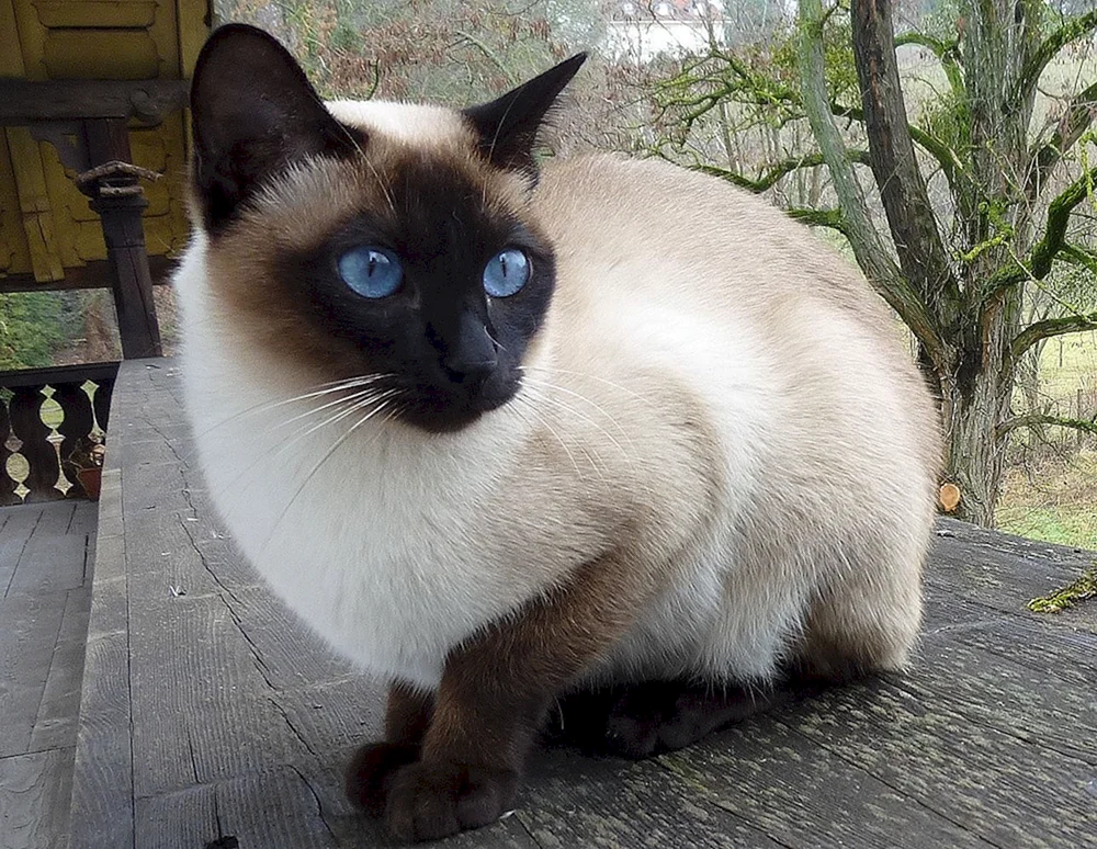 Siamkatze Rasse