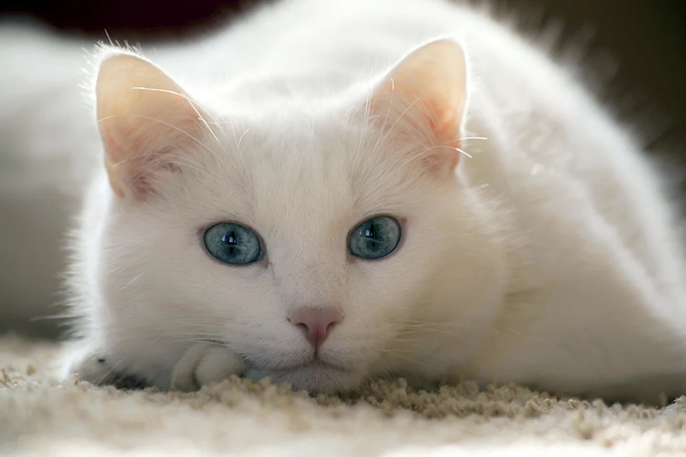 Siamkatze Albino