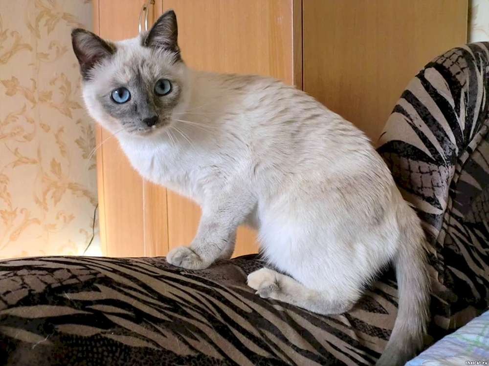 Snow- Shu-Katze