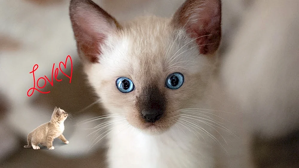 Siamkatze métis