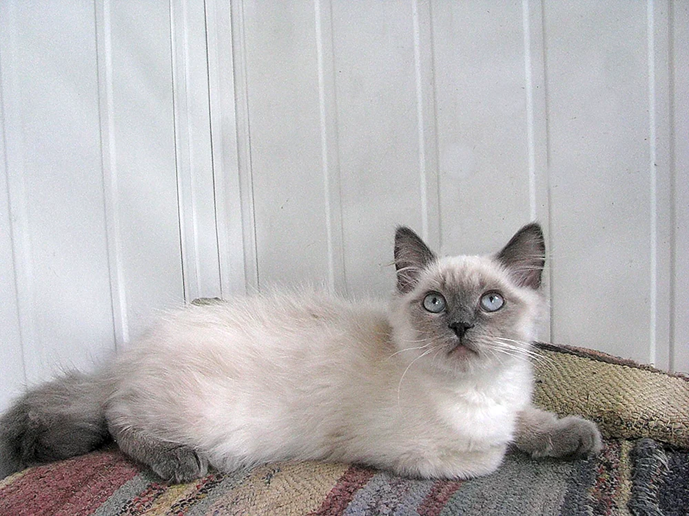 Siamkatze mestizo