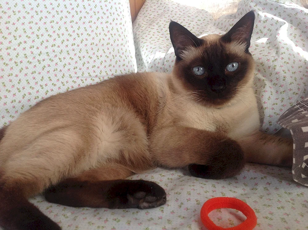 Siamkatze mestizo