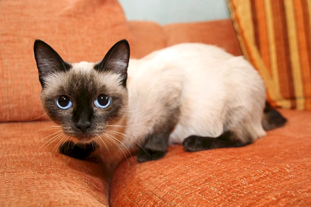 Siamkatze Lilac Point