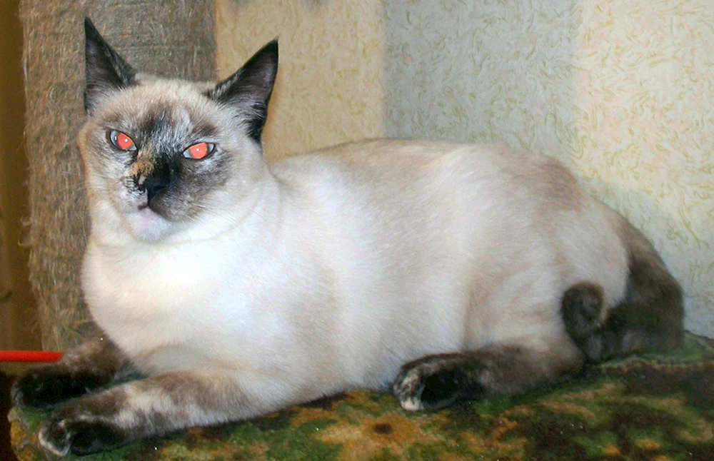 Siamkatze mestizo