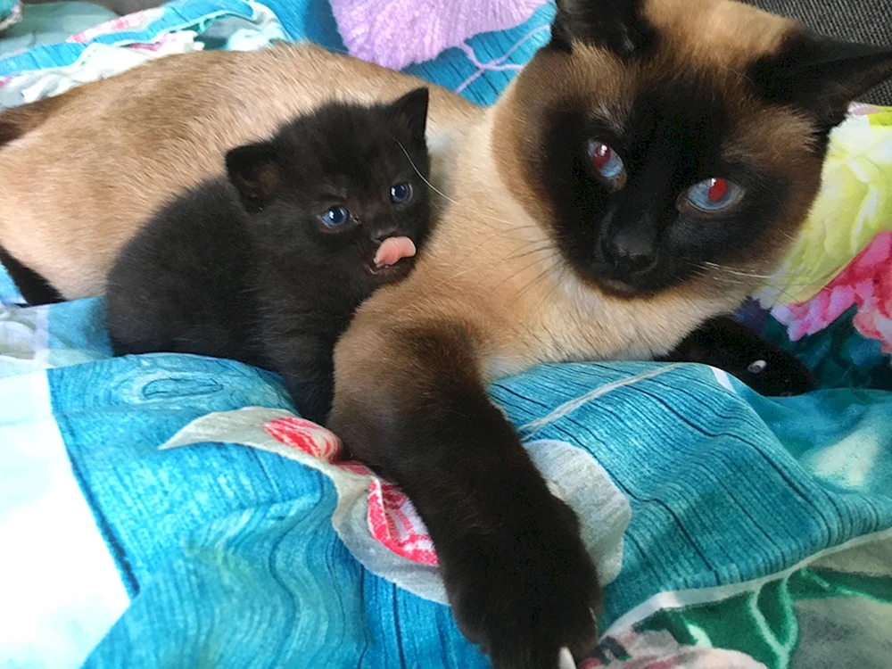 Siamkatze mestizo