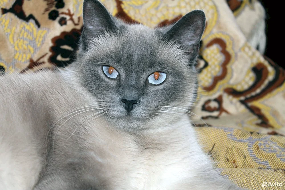 Blue Tabby Point Thai