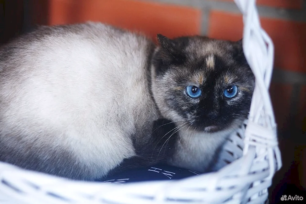 Métis Siamkatze