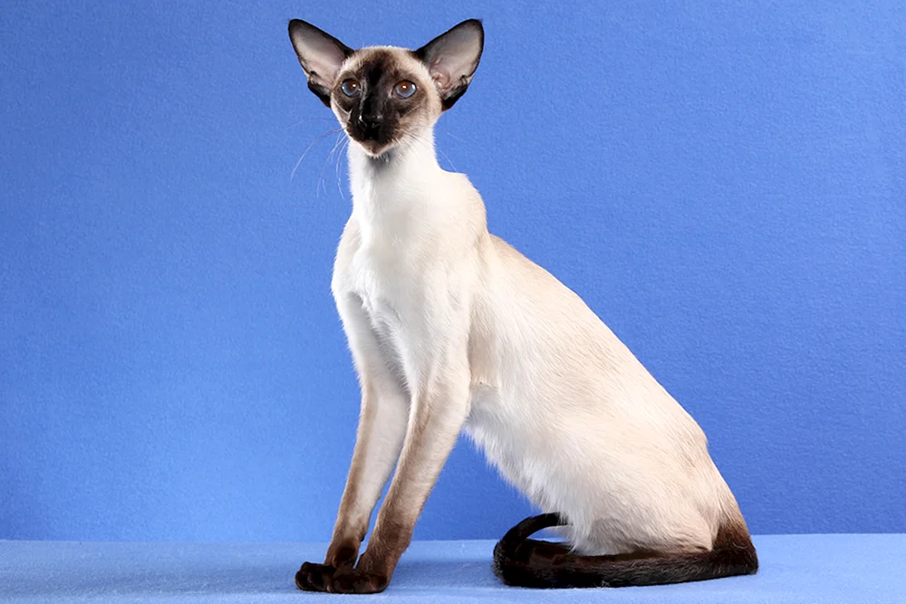 Orientalische Kurzhaarkatze