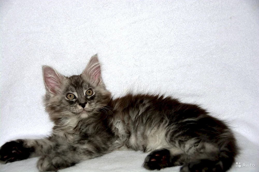Siamese Maine Coon