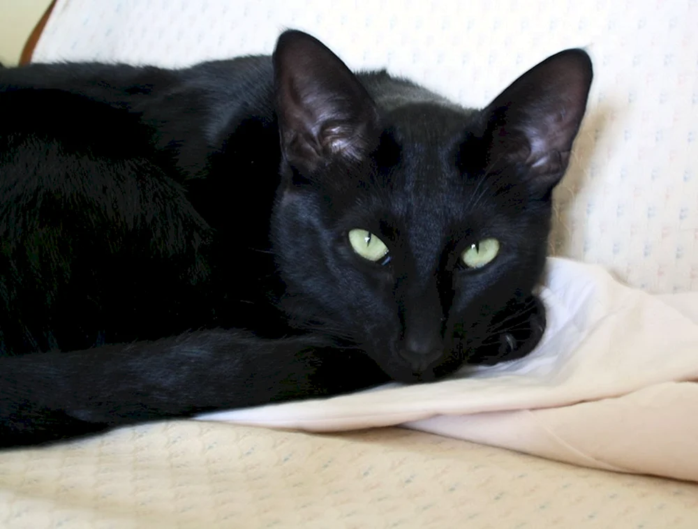 Siamkatze Orientale schwarz