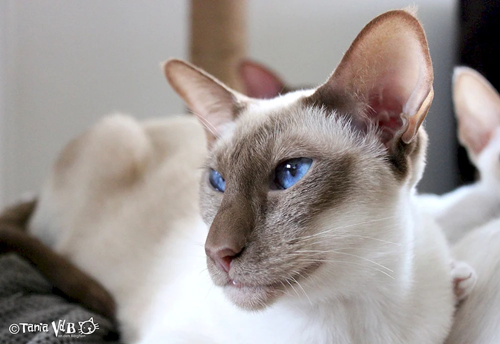 Siamische Orientalische Katze