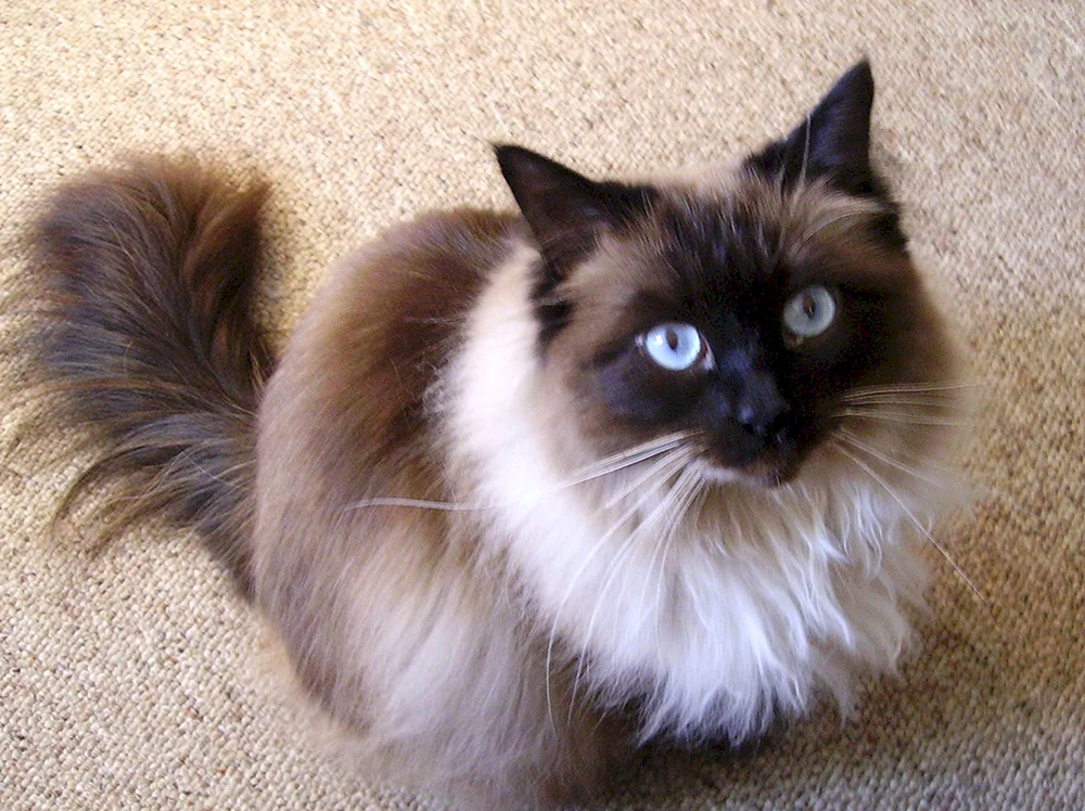 Siamese Ragdoll