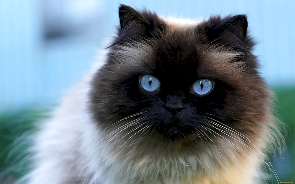 Balinesische Ragdoll