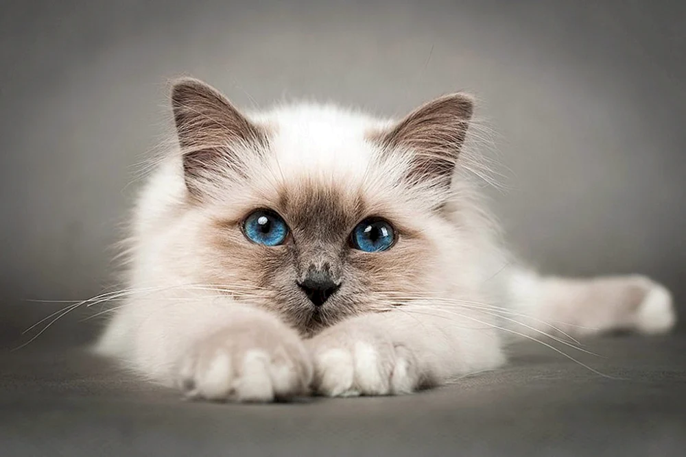 Siamese Katzen