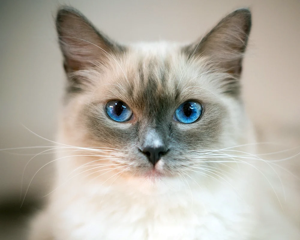 Schottische Schopfkatze grau