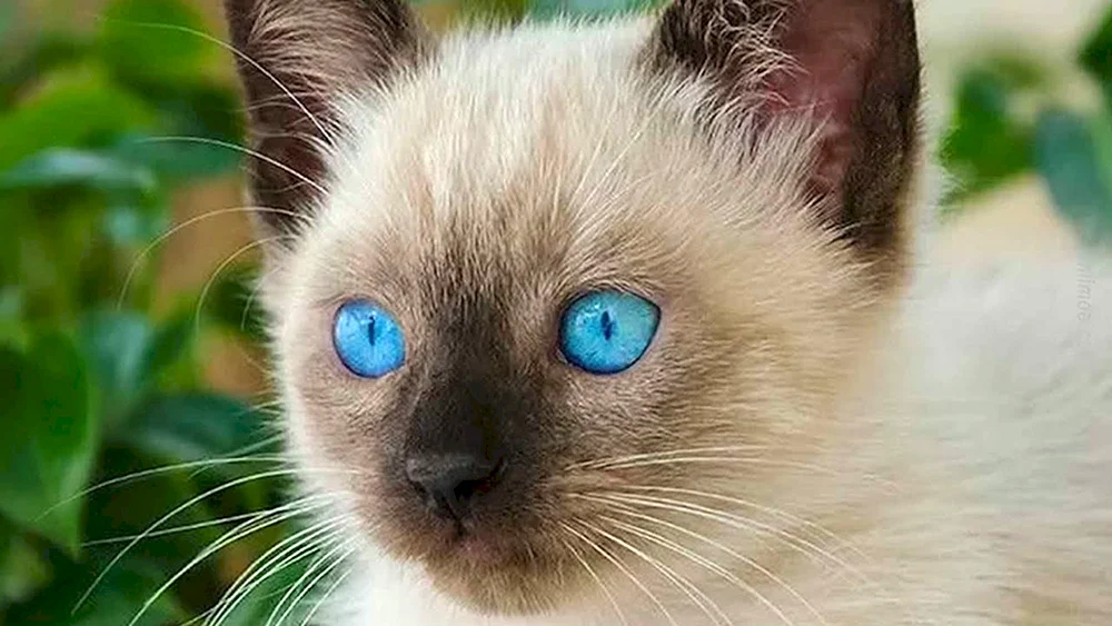 Siamese Siamkatze Kätzchen