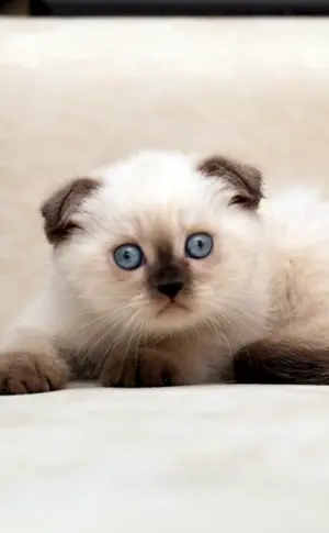 Siam Scottish Fold Siamkatze Scottish lop Siamkatze Scottish lop Siamkatze Scottish lop Siamkatze Scottish lop Siamkatze Scottish Fold Siam Scottish Fold Siamkatze Scottish lop Siamkatze