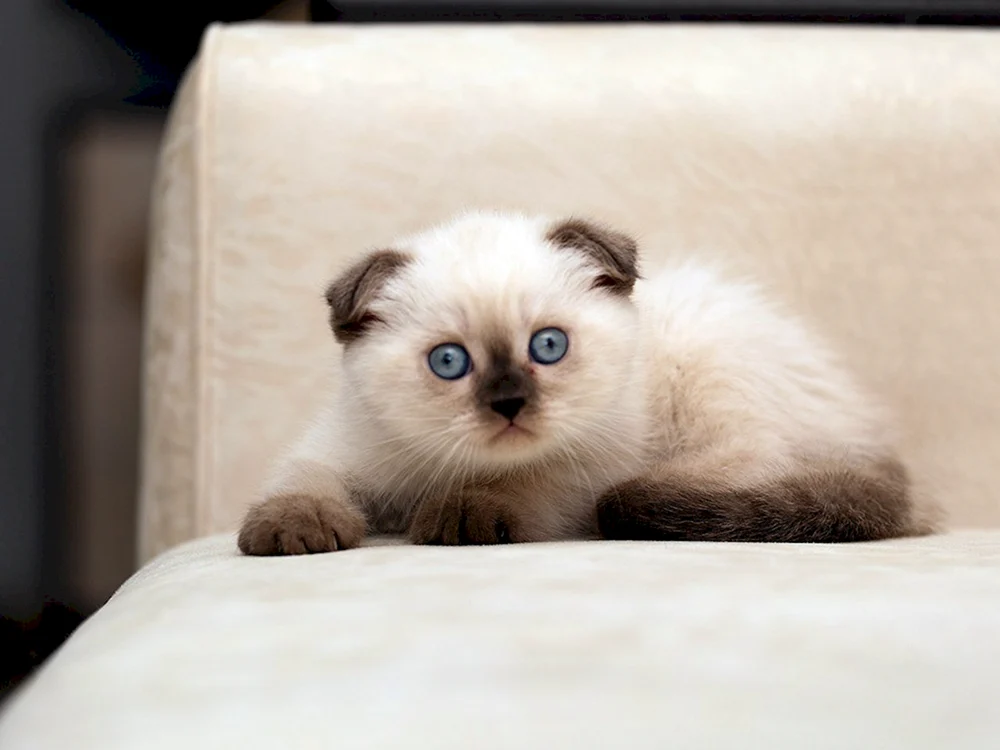 Siam Scottish Fold Siamkatze Scottish lop Siamkatze Scottish lop Siamkatze Scottish lop Siamkatze Scottish lop Siamkatze Scottish Fold Siam Scottish Fold Siamkatze Scottish lop Siamkatze