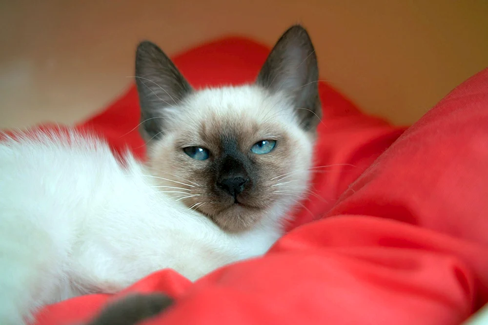 Siamkatze Snow. Shu