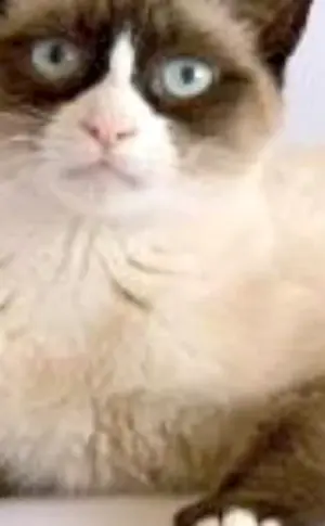 Siamese Snow Shoo
