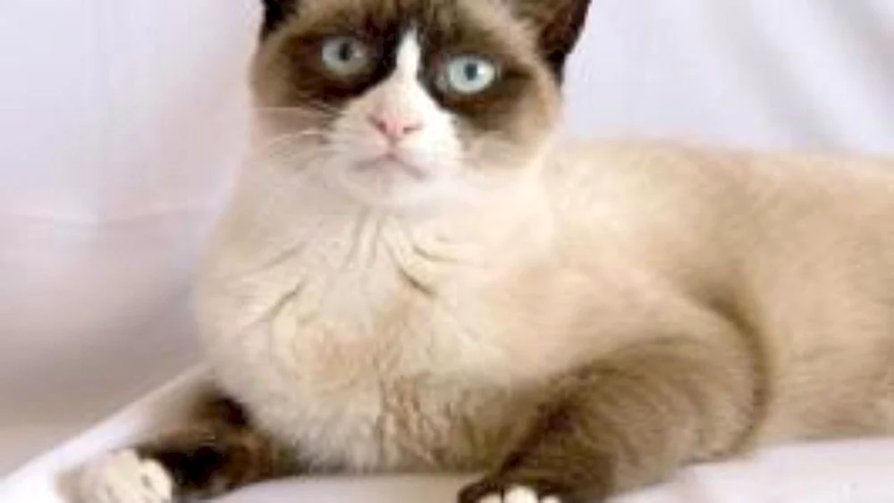 Siamese Snow Shoo