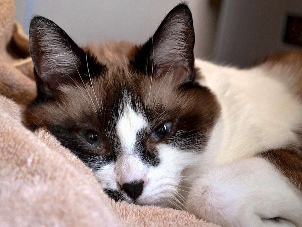 Siamkatze métis