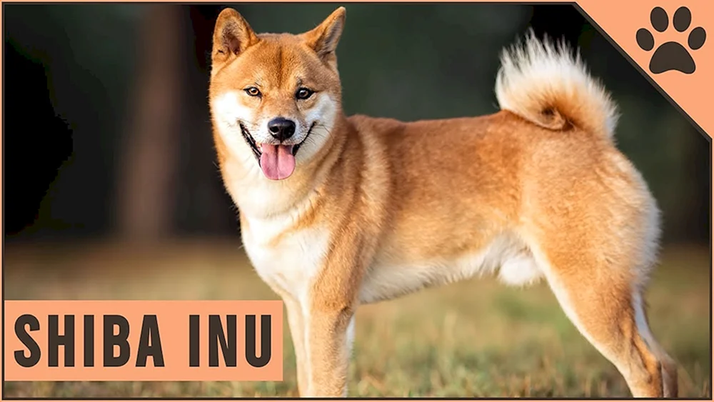 Siba inu